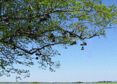 06062020Schuhbaum_Hontheim.png